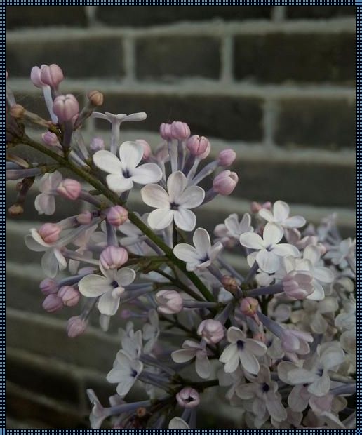 五瓣丁香花背后的寓意