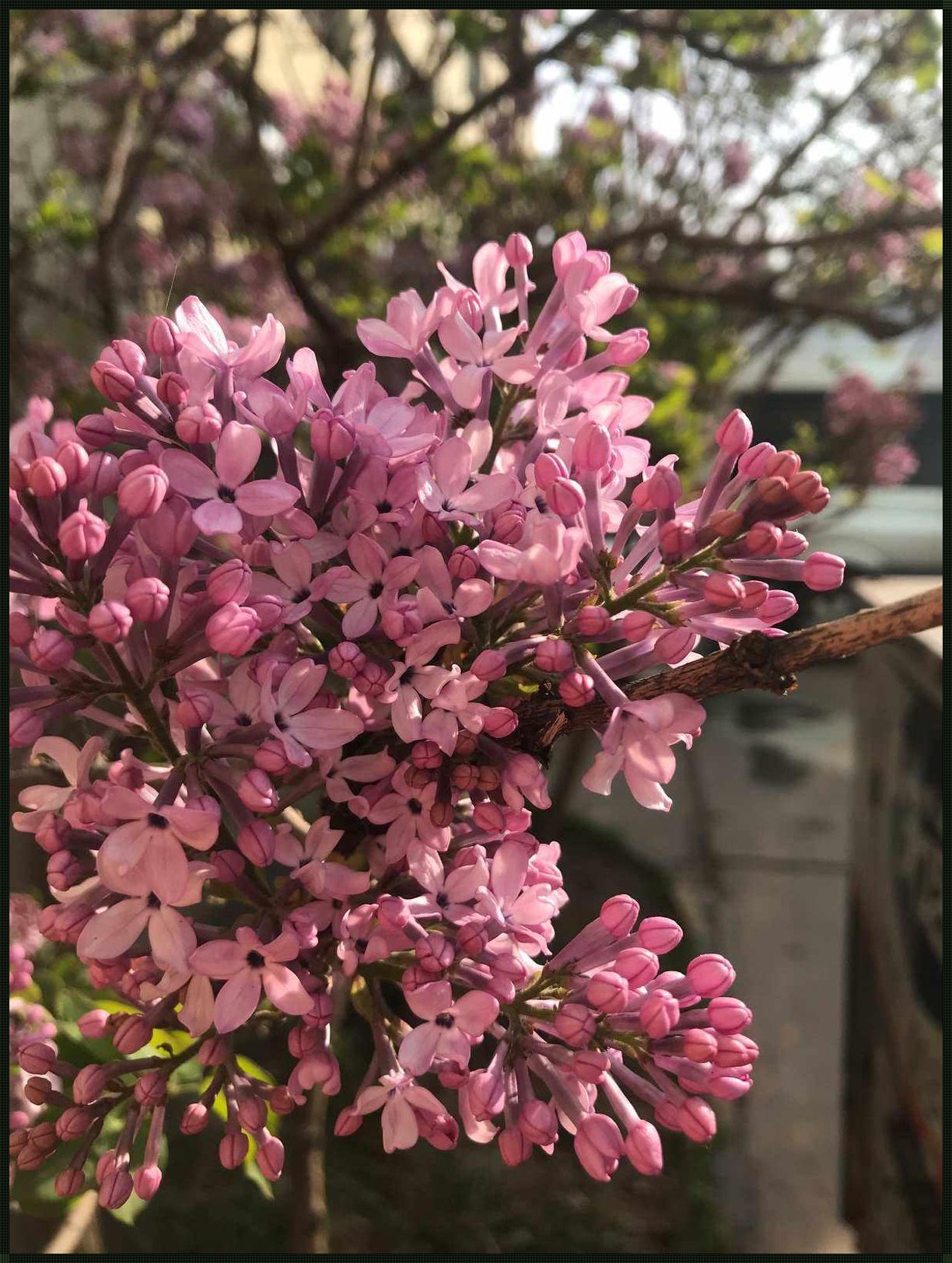 五瓣丁香花背后的寓意