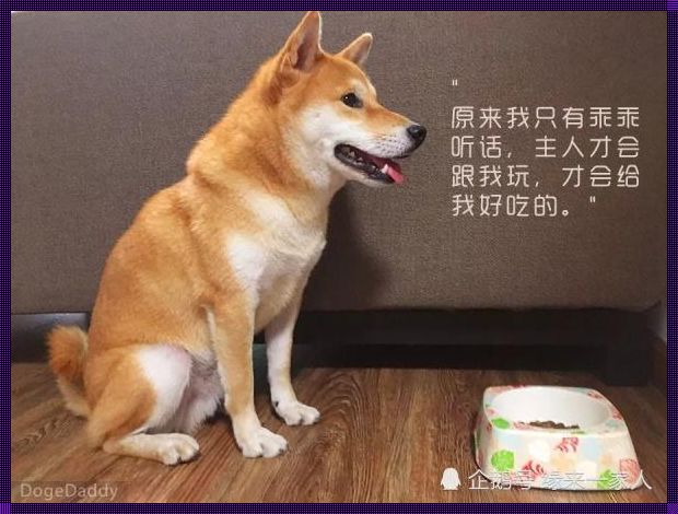  愿为足下犬，守护网络文明