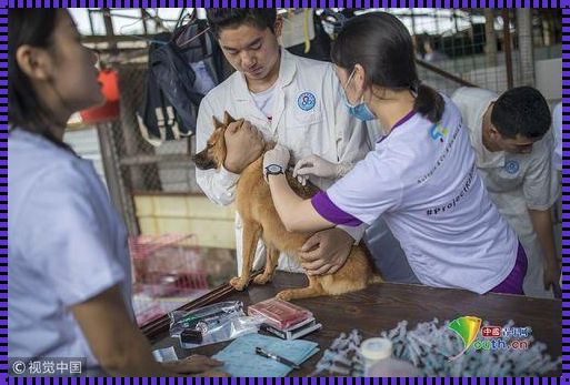 狂犬疫苗医生咨询：守护健康的“护航者”