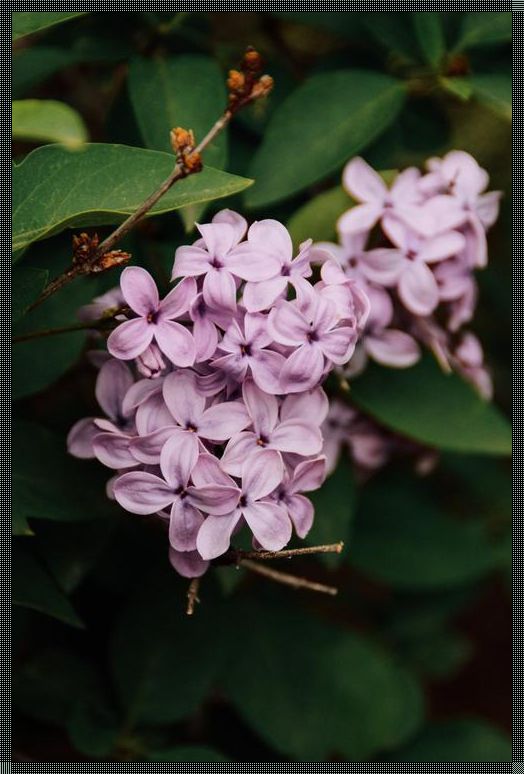 《装修盛宴：丁香花高清在线观看完整版启示录》