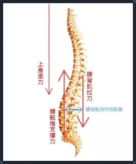 腰椎前凸之谜：装修、日照与生活姿态的关联