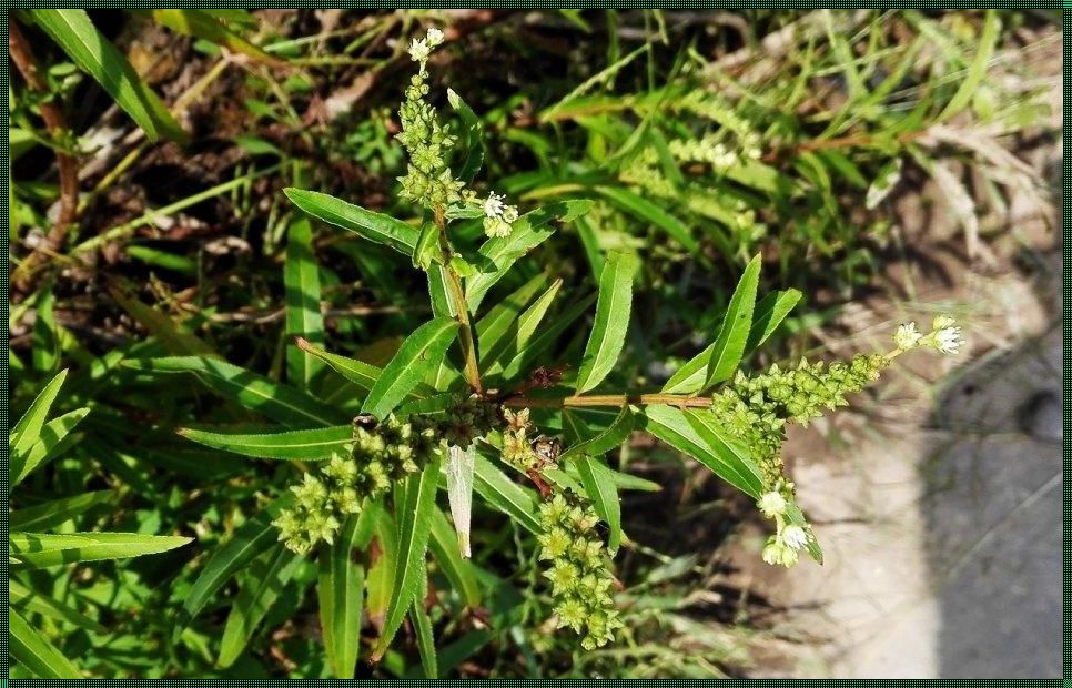 野草菟丝po温软温时：新乡惊现装修新潮流