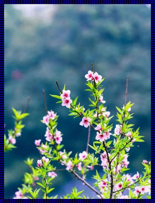 《恩平桃花映，装修表征春》