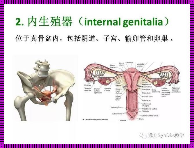 石首惊现女性生殖图示结构详解：装修背后的秘密