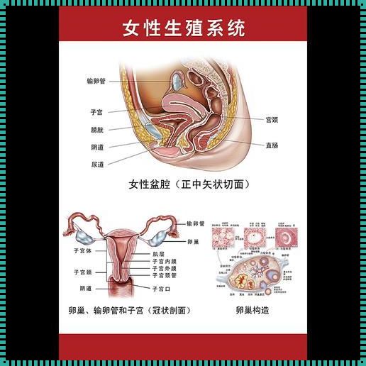 石首惊现女性生殖图示结构详解：装修背后的秘密