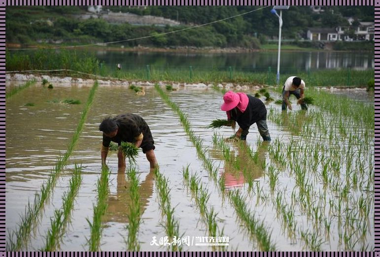 装修大师的108种插秧法：公房的墙面革新之旅