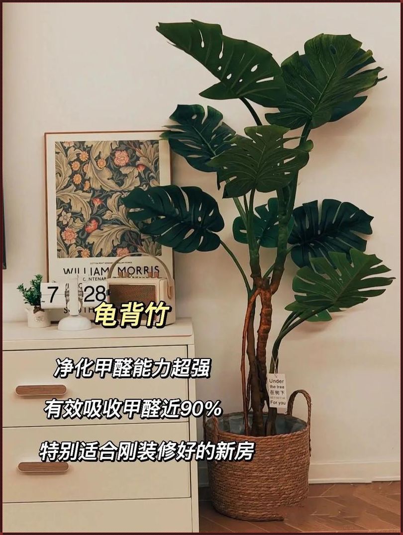 新房养什么植物可以除甲醛：揭秘