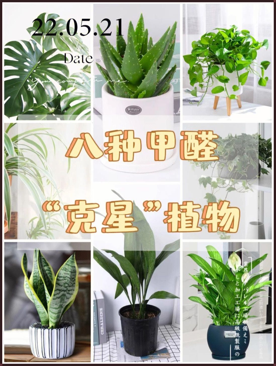 十大吸甲醛植物排名：绿色守护者，为健康加分