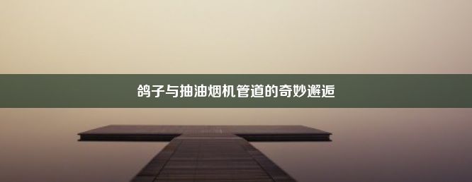 鸽子与抽油烟机管道的奇妙邂逅