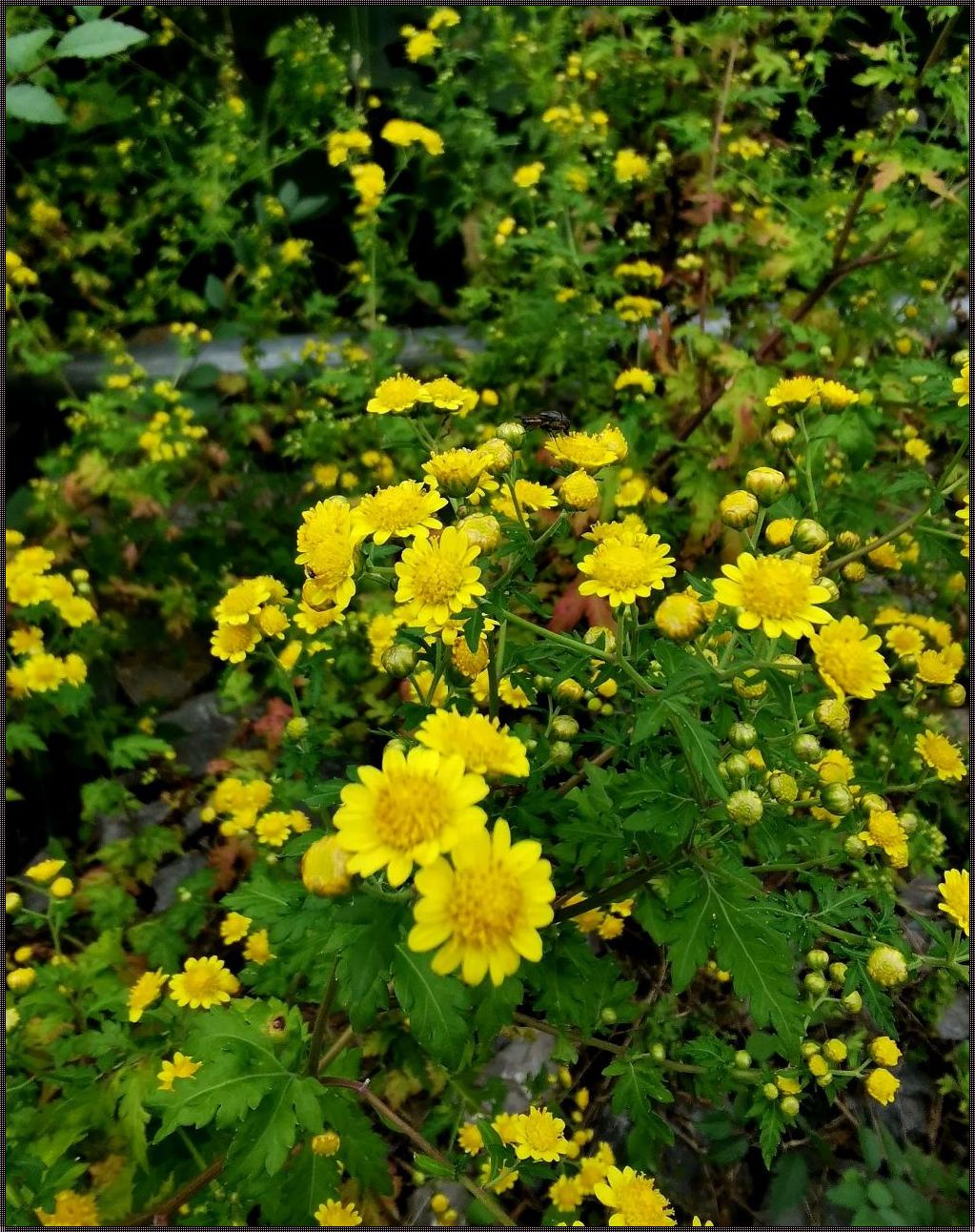 生姜与菊花的家规：装修中的生活哲学