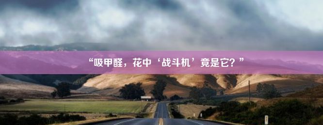 “吸甲醛，花中‘战斗机’竟是它？”