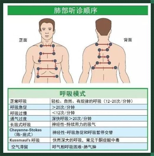 护士听诊肺部六个常用部位图（肺部叩诊,听诊各几个点,以及部位）