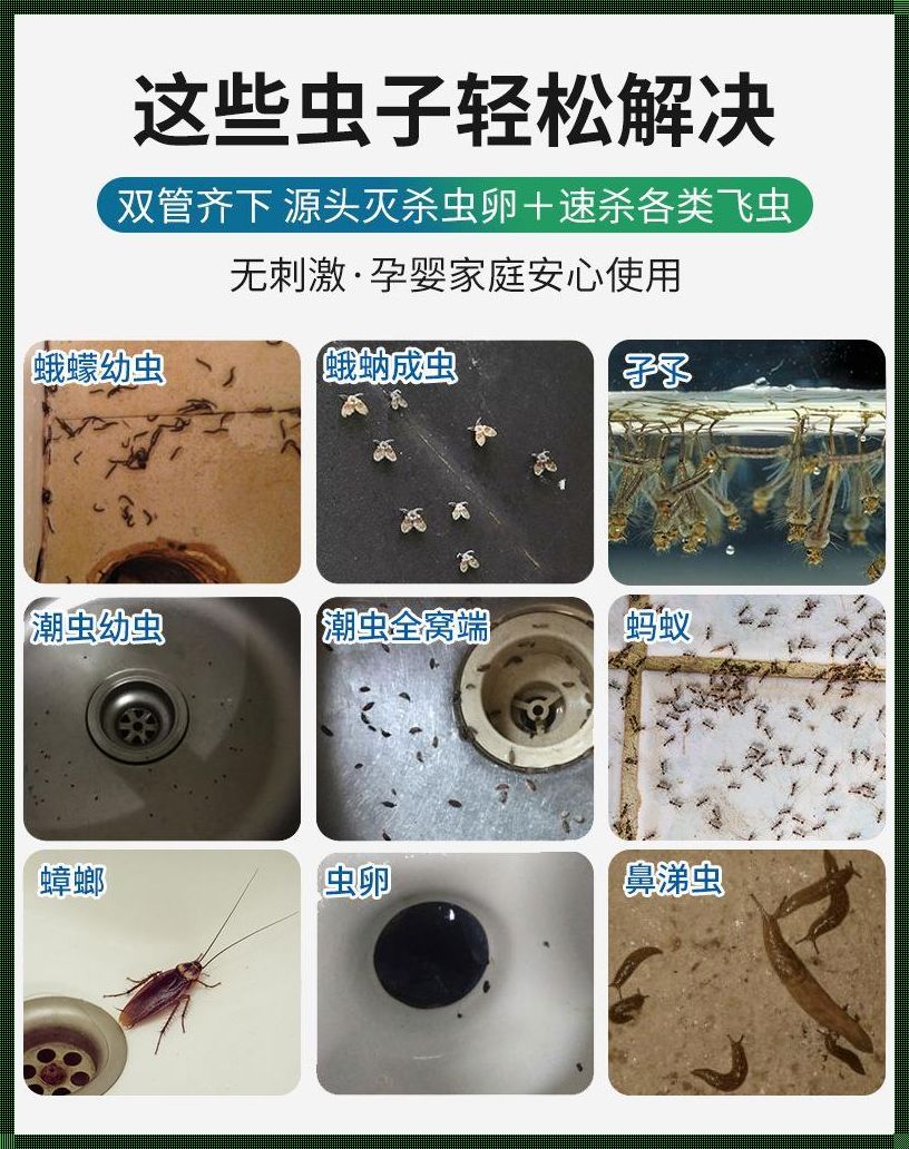 卫生间的小飞虫怎么彻底消灭：厕所有小飞虫怎么去除