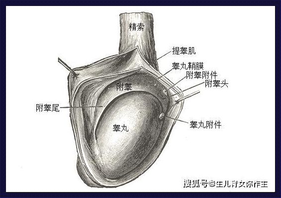 《睾丸健康：隐藏在娱乐背后的守护者》