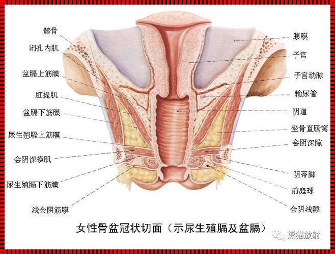 装修背后，开原惊现女性外部生殖图示的结构探究