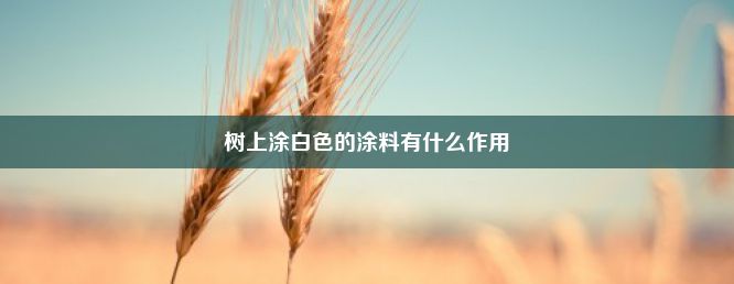 树上涂白色的涂料有什么作用